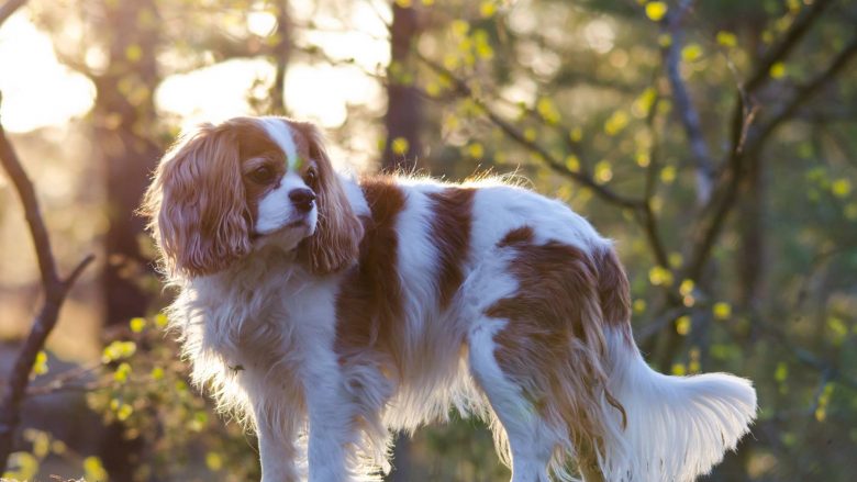 Foto: Louise Drevinger