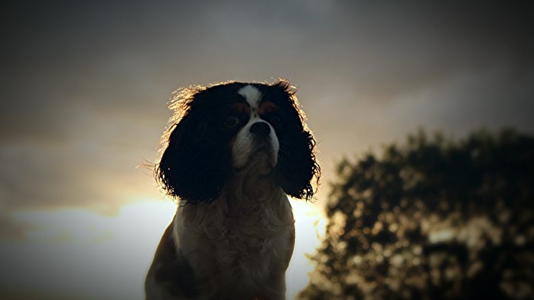 Foto: Stina Helander